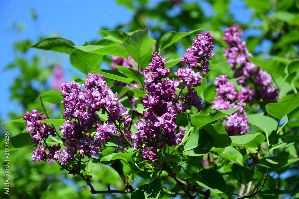 Flieder, Syringa vulgaris, Flieder, Syringa vulgaris,