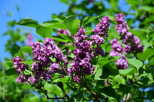 Flieder  Syringa vulgaris 