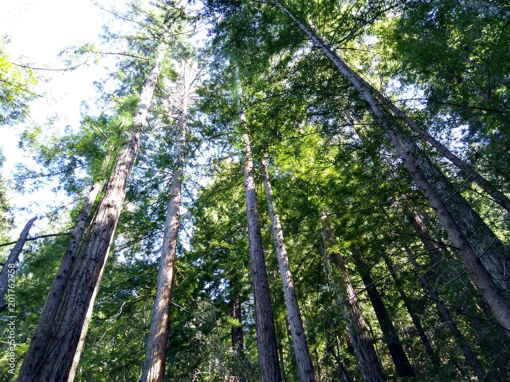 Fototapeta premium Redwood Forest
