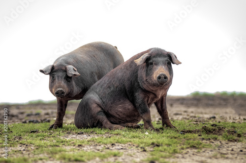 Cerdo ibérico de la dehesa de Extremadura mirando a cámara en primer plano