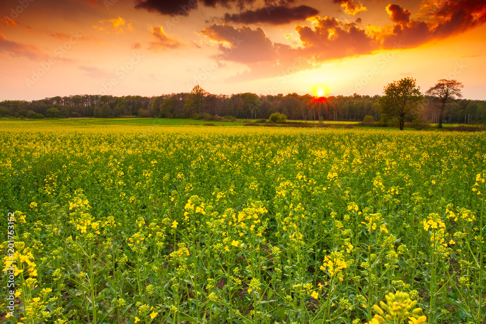 Obraz premium Zachód słońca nad łąką