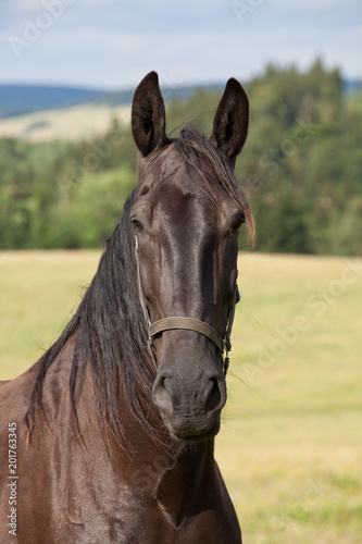 Schilderij op canvas Portrait of nice black kladrubian horse