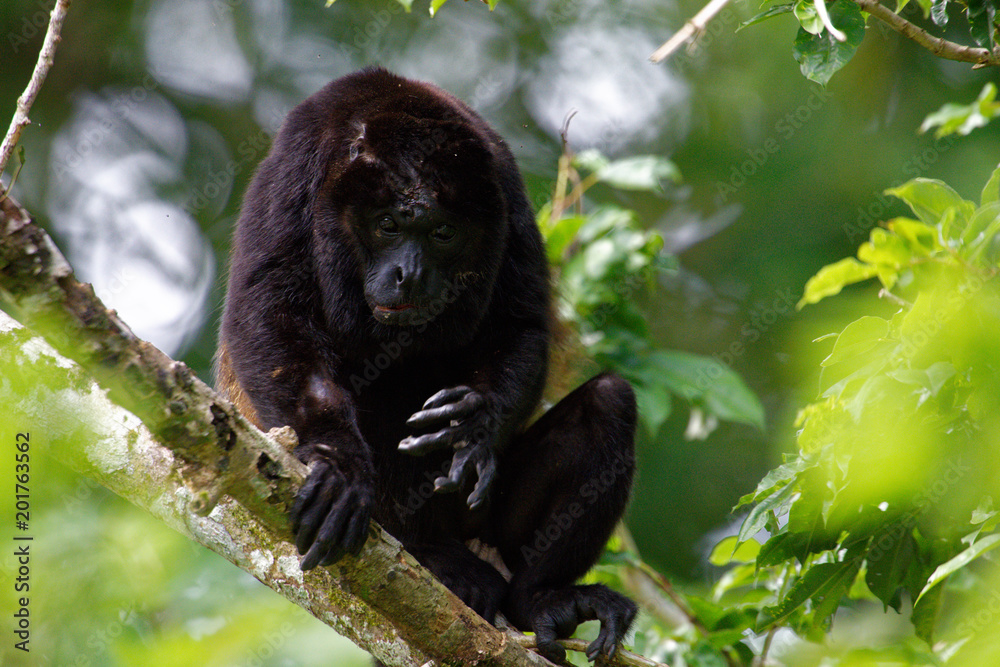 Obraz premium Male mantled howlers are one of the largest Central American monkeys. They can weight up to ca. 10kg. The male mantled howler has a hollow bone near the vocal cords, which amplifies the calls making.