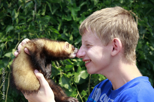 Cute home ferret bites the boy's nose.