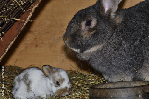 rabbit mutter and little cutie watching around his hay nest close up portrait 