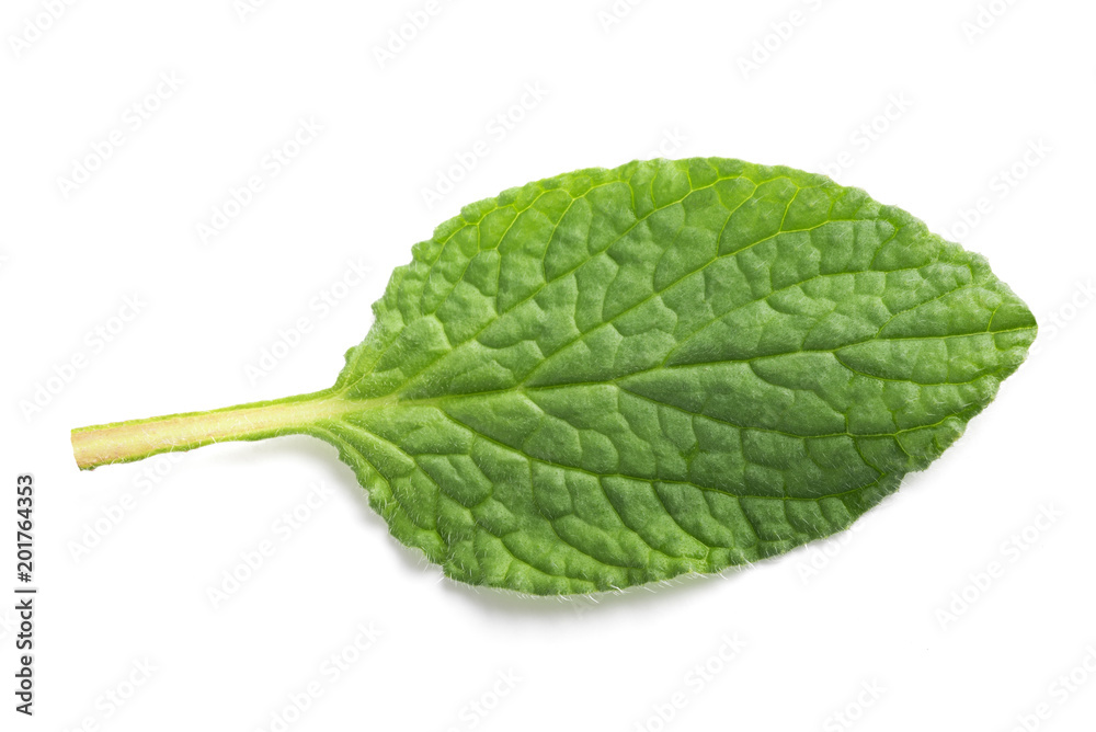 Obraz premium Borage leaf isolated