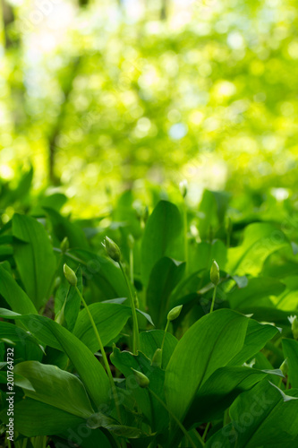 wild garlic plant growing in forest © santiago silver