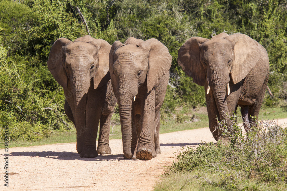 Large african elephants walking along a gravel road Large african elephants walking along a gravel road