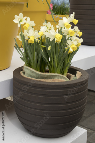 the Yellow daffodils in brown keramic vase in a botanical garden in Keukenhof photo