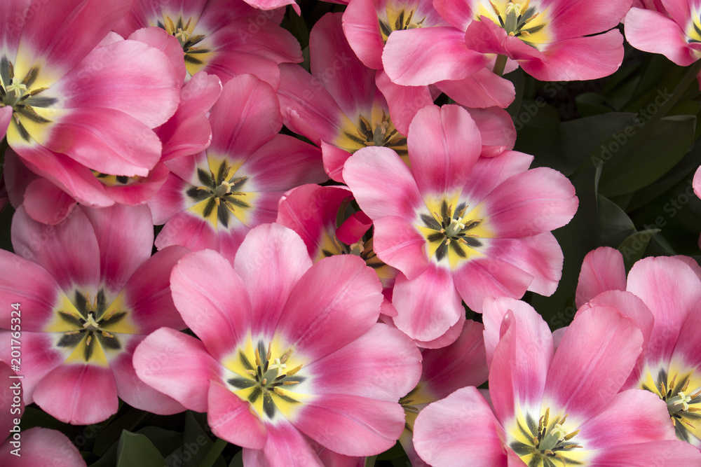 the red and white tulips in botanical garden