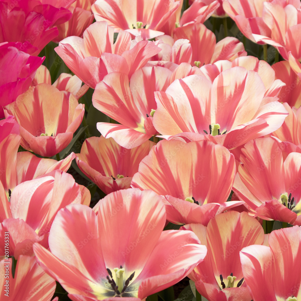 Obraz premium the red and white tulips in botanical garden
