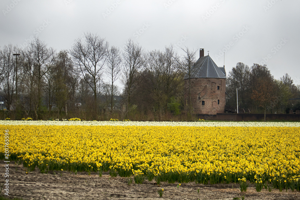 Fields with daffodils and Dutch houses in the spring