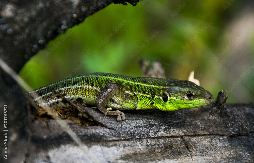 lizard lizard