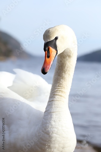 Portrait of white mute swan