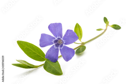 Fotografie periwinkle sprig with flower