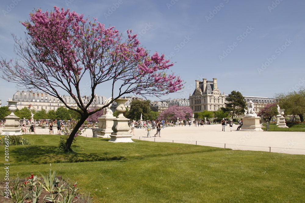 Cerisier en fleurs du jardin des Tuileries à Paris