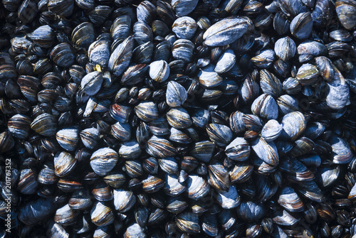 Blue / Common Mussels growing of a rock, seen at low tide, isle of tiree, Scotland. 22 June 2007