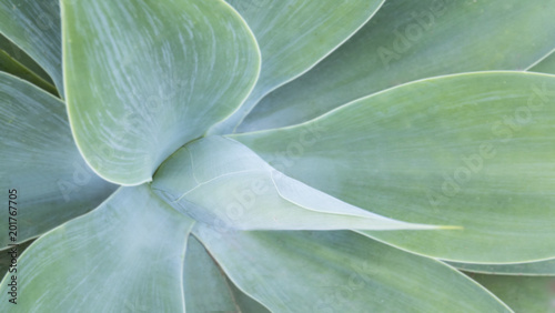 Abstract view of a cactus plant