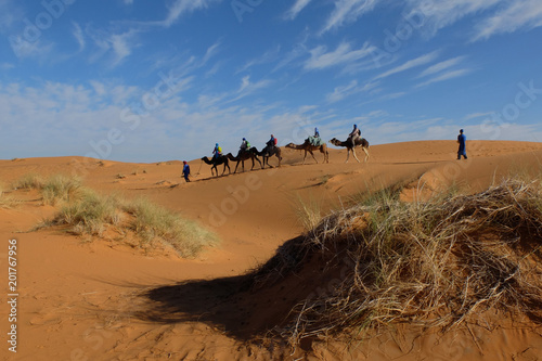 CARAVAN OF CAMELS GOING IN THE SAHARA DESERT. MARCH 2018. MERZOUGA. MOROCCO © ELENA