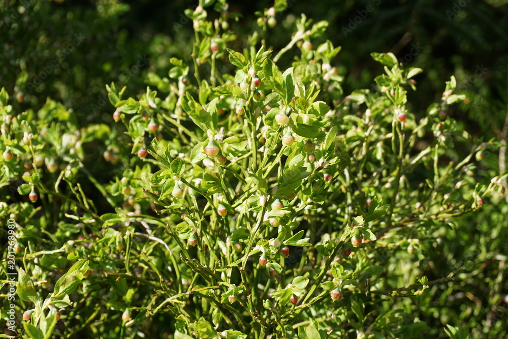 Waldheidelbeere in der Blüte, Bayern Waldheidelbeere in der Blüte, Bayern