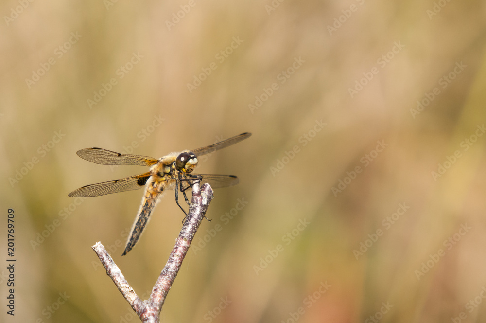 Watching / Four-spotted Chaser or Four-spotted Skimmer, Libellula quadrimaculata, on a twig, Meathop Moss Nature Reserve, Cumbria, England. 30 June 2015