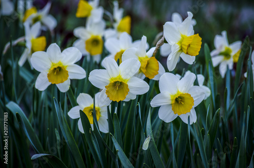 Spring flower narcissus