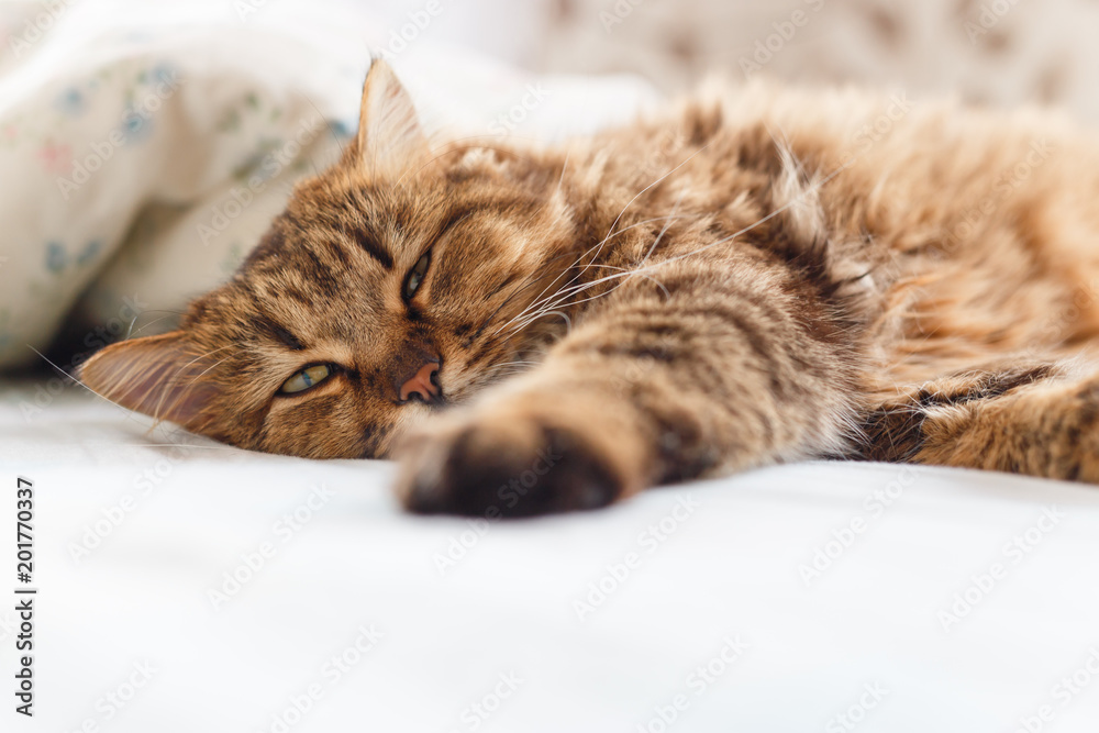 Ill cat lying with high temperature Ill cat lying with high temperature
