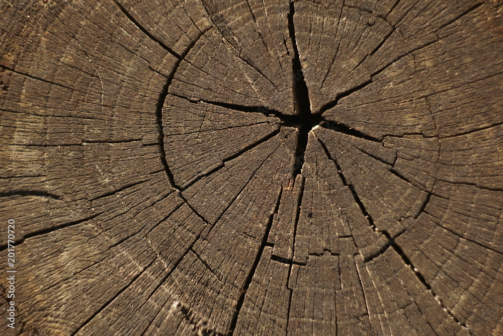 Fototapeta premium Old brown cracked stump. Backgrounds and textures 