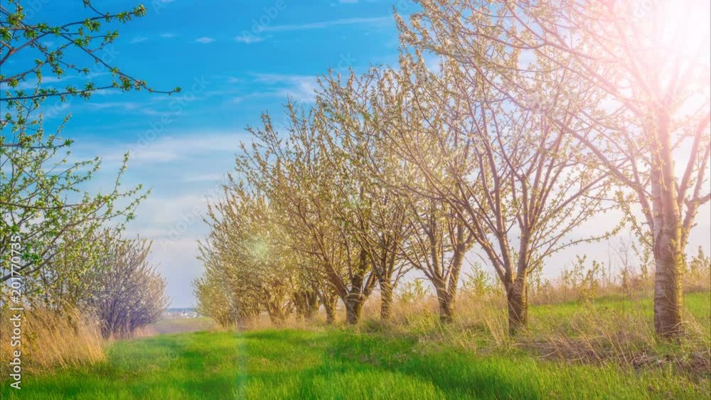 Time lapse of blossoming fruit trees in spring sunny day Time lapse of blossoming fruit trees in spring sunny day