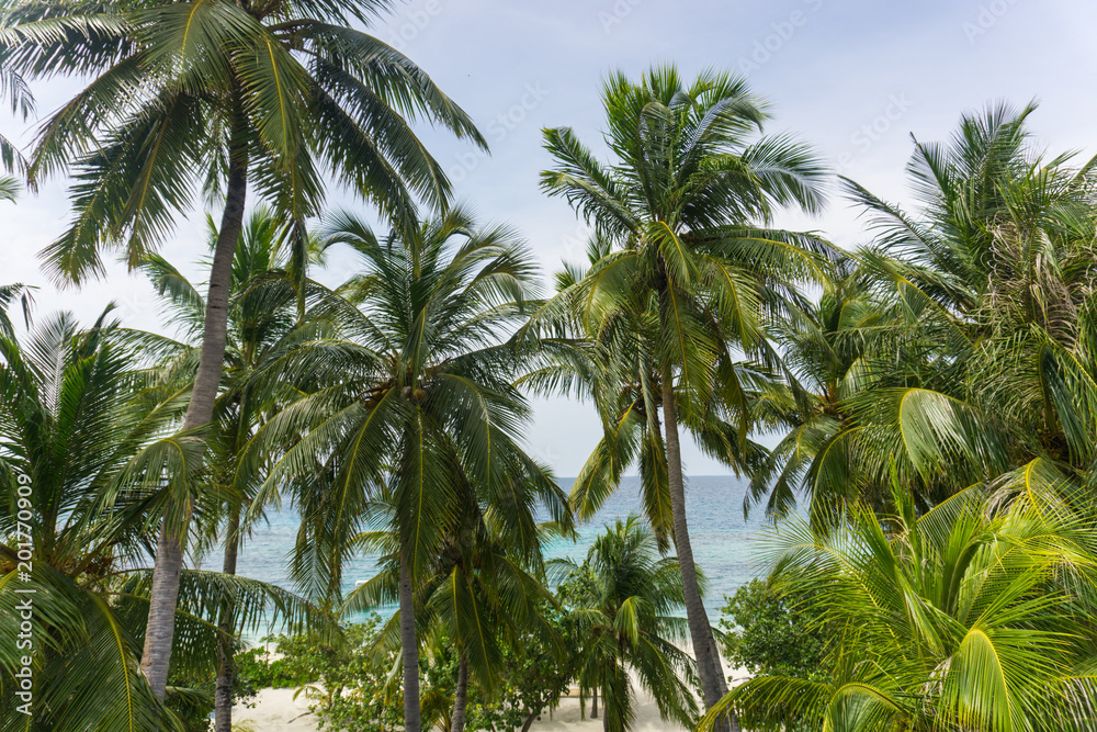 Palm trees on exotic island in Maldives