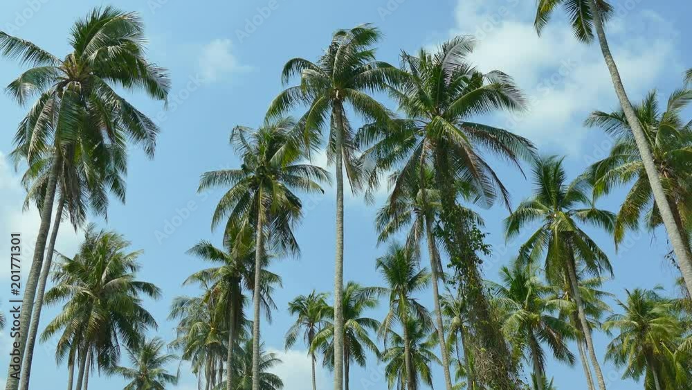 Beautiful tropical coconut palm tree on sky background Beautiful tropical coconut palm tree on sky background