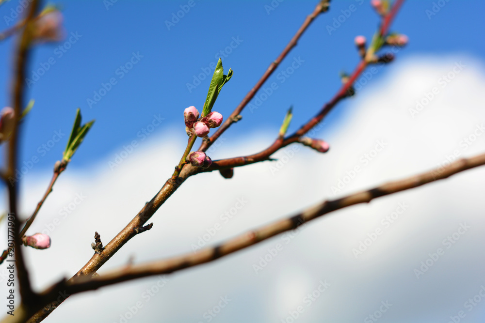 pink buds on tree branch on sunny spring day pink buds on tree branch on sunny spring day