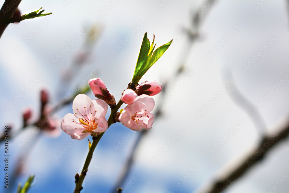 tree blossoms on sunny spring day tree blossoms on sunny spring day