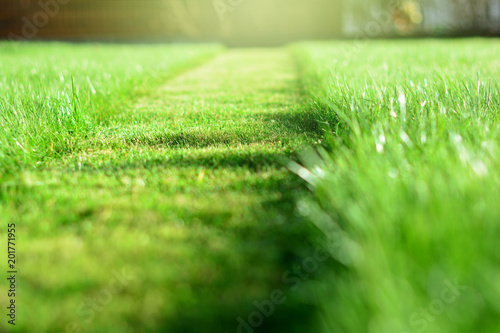 mowing the lawn. A perspective of green grass cut strip. Selective focus photo