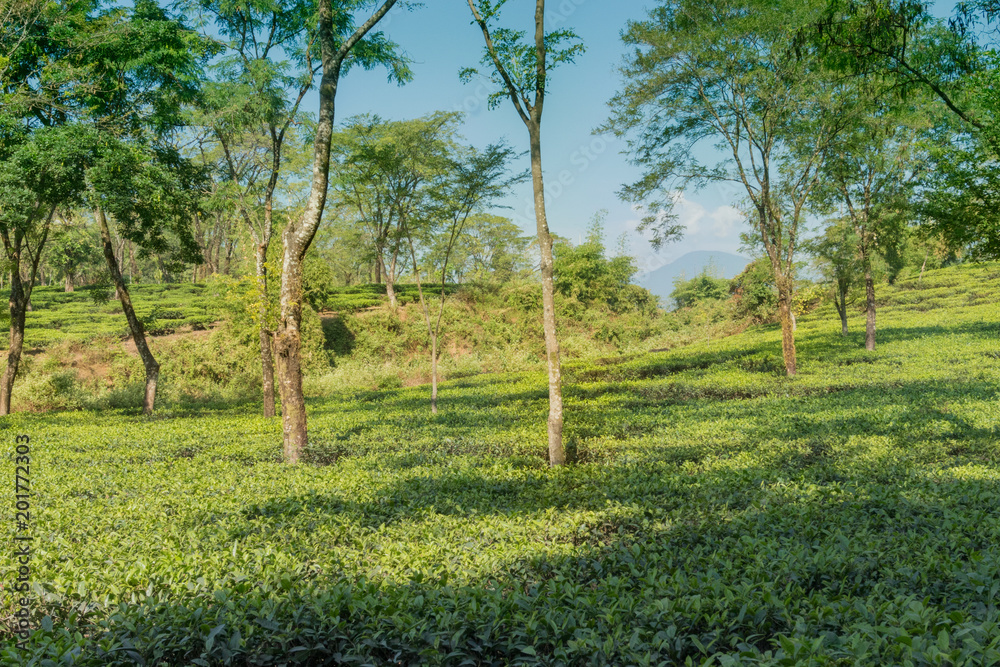 Tea estate - Dooars, West Bengal , India