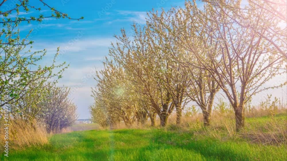 Time lapse of blossoming orchard in the countryside on a sunny day. Zoom effect to the corner Time lapse of blossoming orchard in the countryside on a sunny day. Zoom effect to the corner