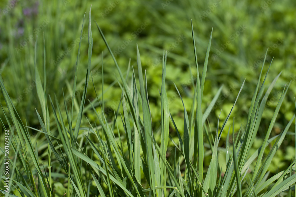 Green grass natural background. Green grass in a sunny summer day texture and background. Detailed close up macro bright colorful vital vibrant happiness. Green grass natural background. Green grass in a sunny summer day texture and background. Detailed close up macro bright colorful vital vibrant happiness.