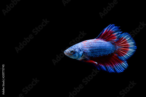 Betta fish, siamese fighting fish, betta splendens isolated on black background