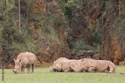 group of rhinos lying down and one of them eating grass