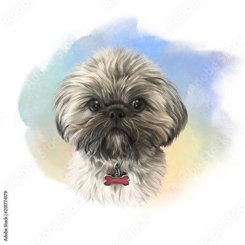 Obraz na płótnie Shih Tzu or Chrysanthemum dog