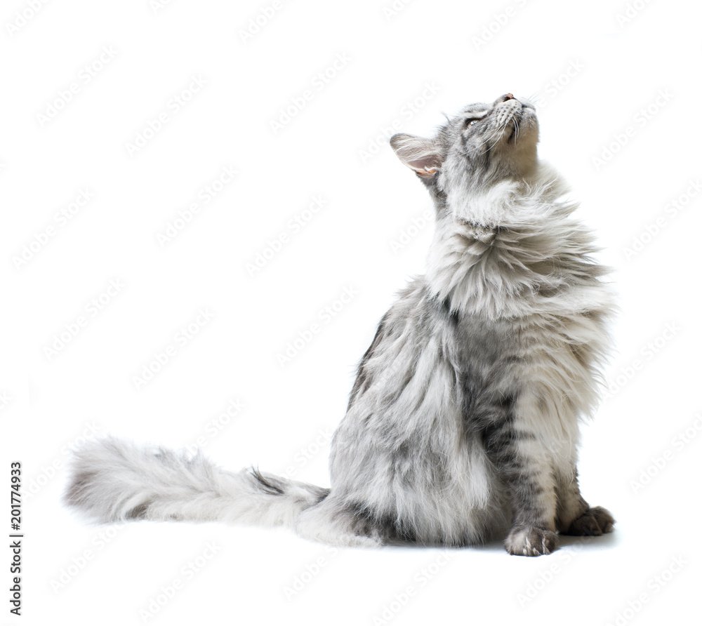 Fototapeta premium Kot patrząc w górę na białym tle.
