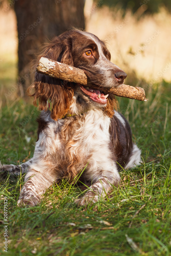 Brown spotted russian spaniel in the forest Brown spotted russian spaniel in the forest