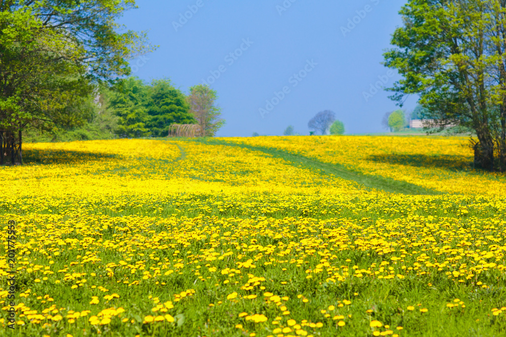 Obraz premium Pole kwiatów mniszka lekarskiego. Letnia łąka mlecze.