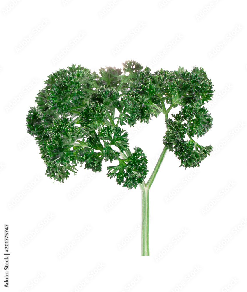 Fototapeta premium parsley isolated on a white background