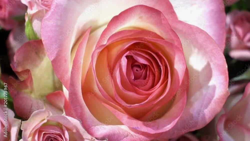 Blooming bush of roses. Close-up of beautiful pink flowers. HD video Blooming bush of roses. Close-up of beautiful pink flowers. HD video