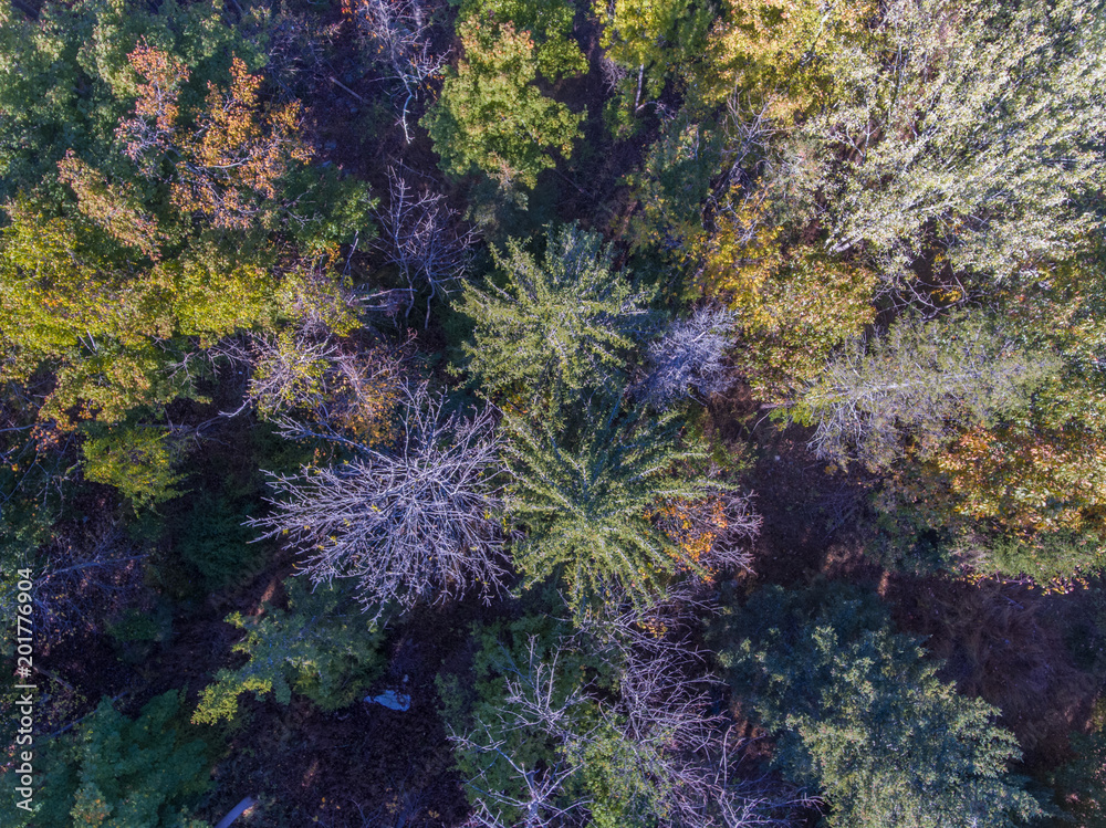Fall Foliage from a Drone