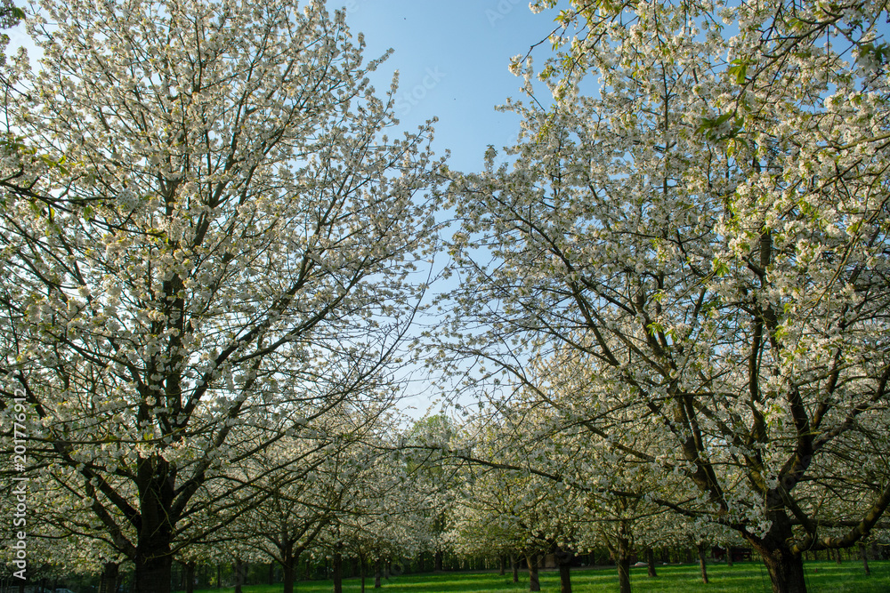 Cherry tree blossom, spring season in fruit orchards in Haspengouw agricultural region in Belgium, landscape Cherry tree blossom, spring season in fruit orchards in Haspengouw agricultural region in Belgium, landscape