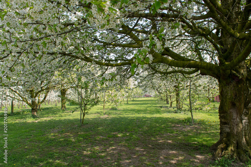 Cherry tree blossom, spring season in fruit orchards in Haspengouw agricultural region in Belgium, landscape Cherry tree blossom, spring season in fruit orchards in Haspengouw agricultural region in Belgium, landscape
