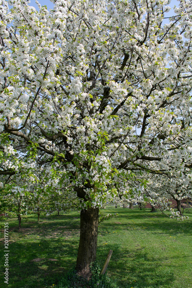 Cherry tree blossom, spring season in fruit orchards in Haspengouw agricultural region in Belgium, landscape