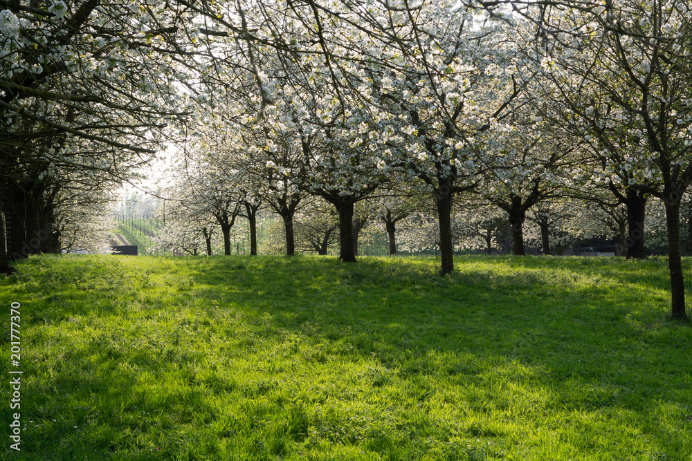 Cherry tree blossom, spring season in fruit orchards in Haspengouw agricultural region in Belgium, landscape